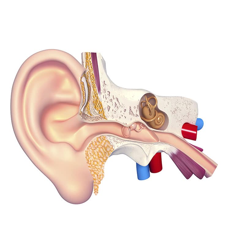 Ménière’s Disease | Oregon Ear, Nose & Throat Center